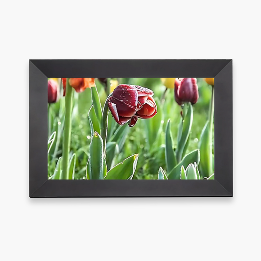 Marco Digital de Video